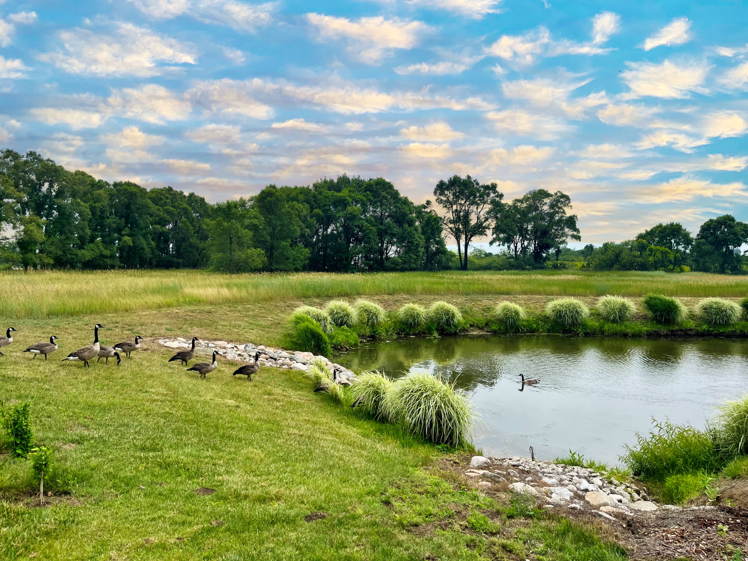 Holland Bar Stool Wildlife sanctuary